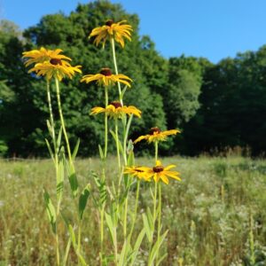Black-eyed Susan