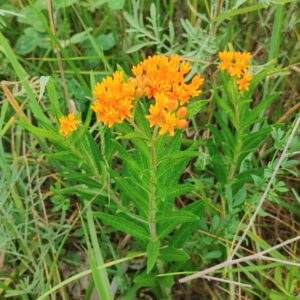Butterflyweed