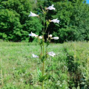 Foxglove Beardtongue