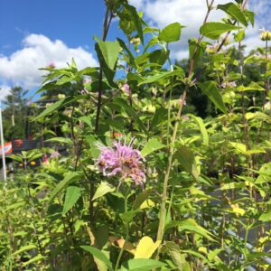 Wild Bergamot