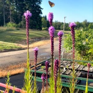 Dense Blazing Star
