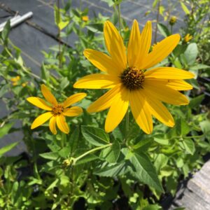 False Sunflower