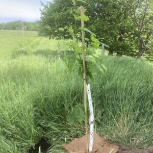 Bamboo Stake